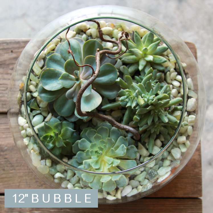 Bubble Succulent Terrarium