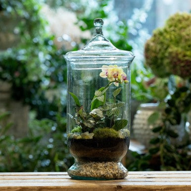 Hurricane Tropical Terrarium