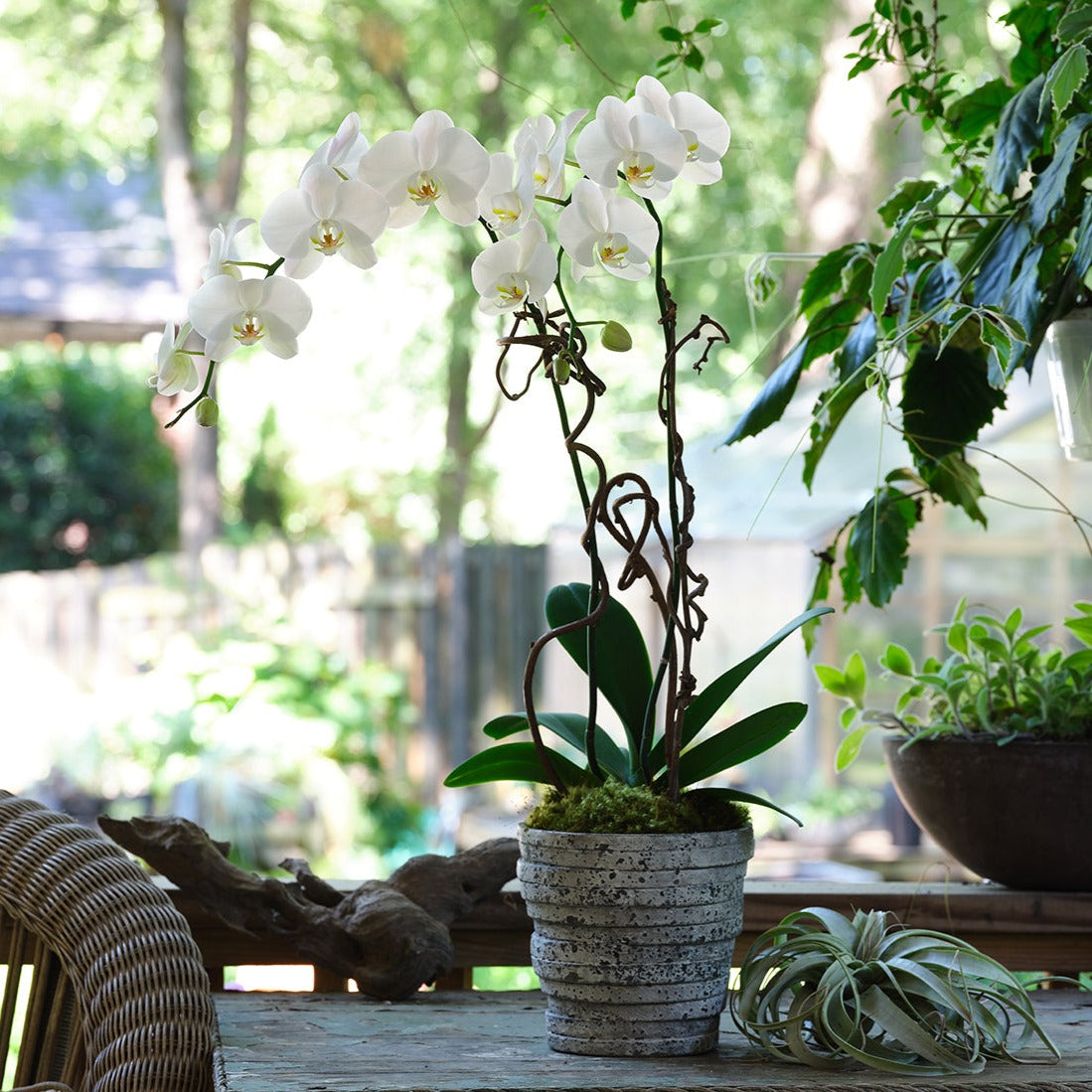 White Premium Orchids