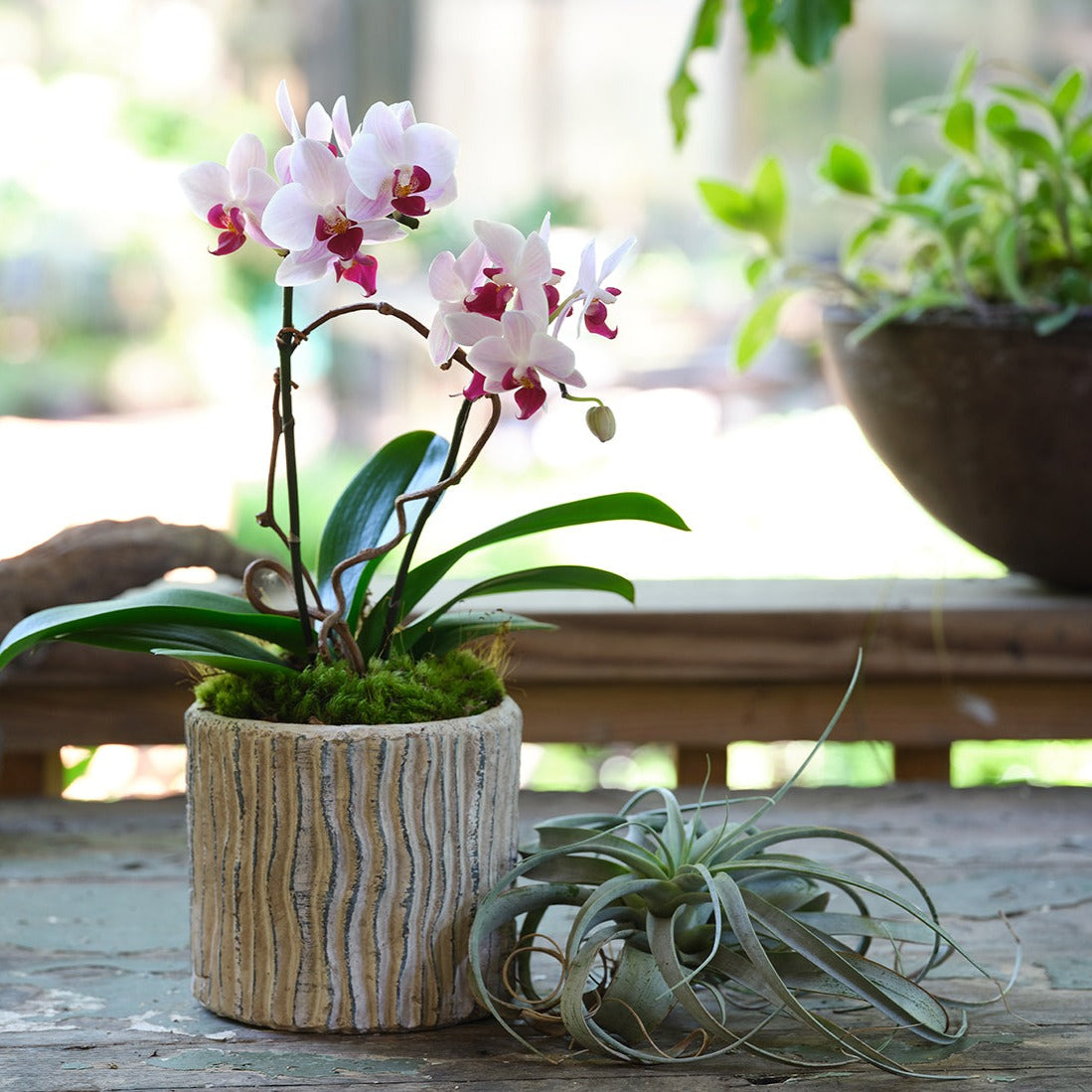 Small Premium Orchids