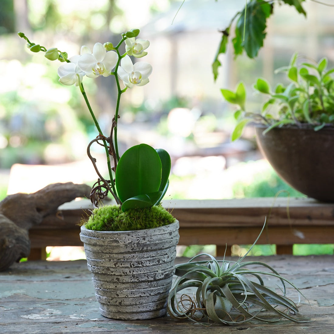 Small Premium Orchids