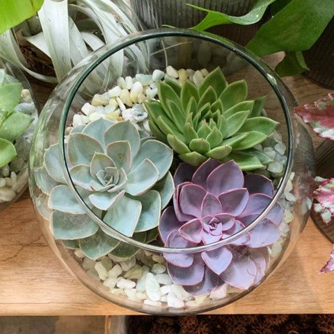 Succulent Terrariums – Le Jardin Francais