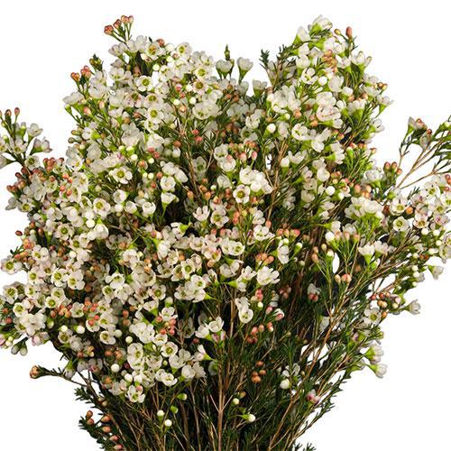 Waxflower