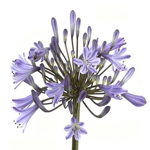 Agapanthus