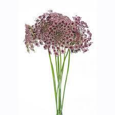 Ammi Majus Choc Lace/Queen Anne