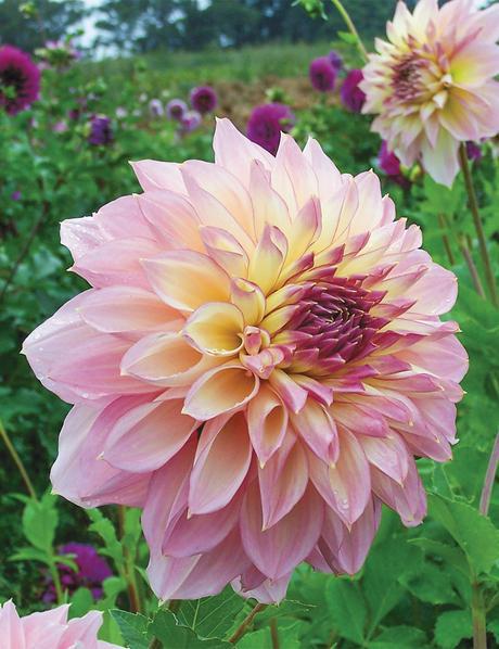 Dahlia, Dinner Plate