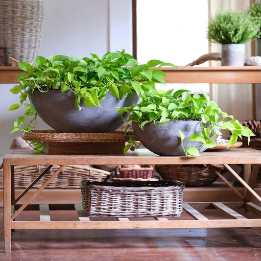 Joel Terrarium Planter with Pothos