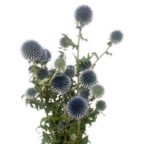 Echinops