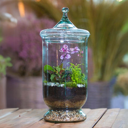 Hurricane Tropical Terrarium