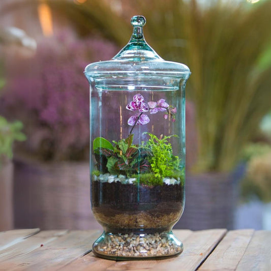 Hurricane Tropical Terrarium