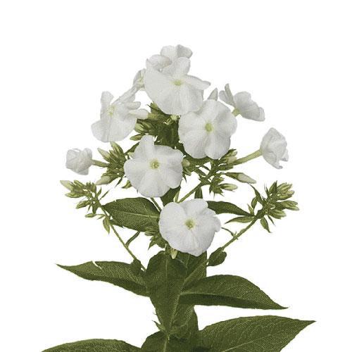 Phlox