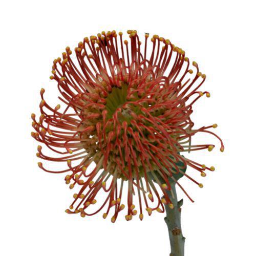 Protea Pincushion (Leucospermum)