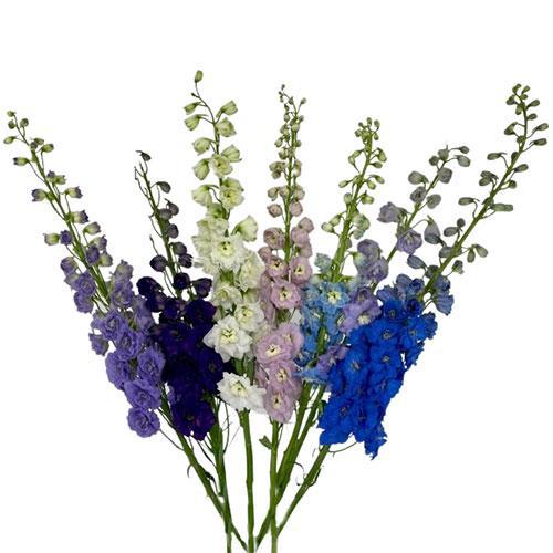 Delphinium