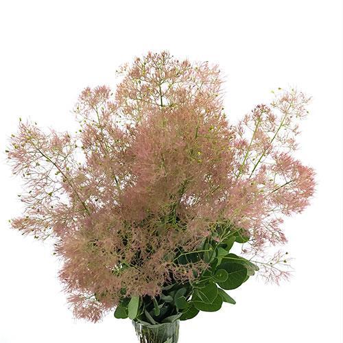 Cotinus Coggygria