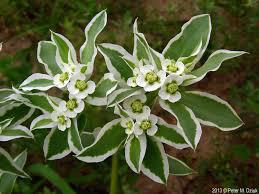 Euphorbia Snow in the Mountain