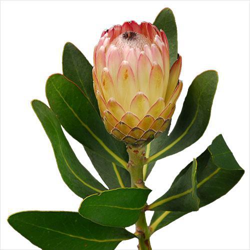 Protea Susara