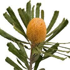 Banksia