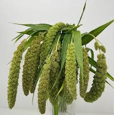 Green Hanging Millet