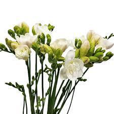 Freesia