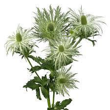 Eryngium