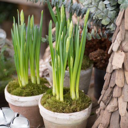 Potted Narcissus Paperwhite