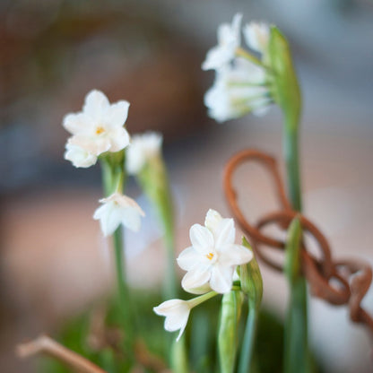 Potted Narcissus Paperwhite