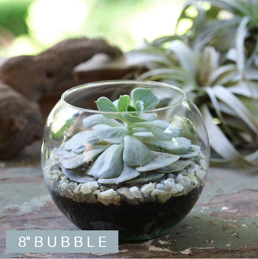 Petit Bubble Succulent Terrarium