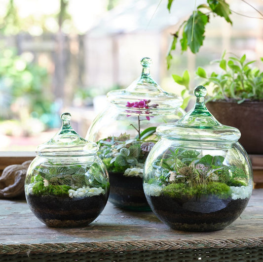 Petit Bubble Tropical Terrarium