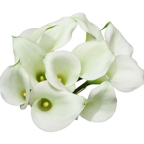 Calla Lillies