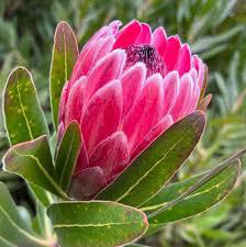 Protea Pink Ice, Brenda