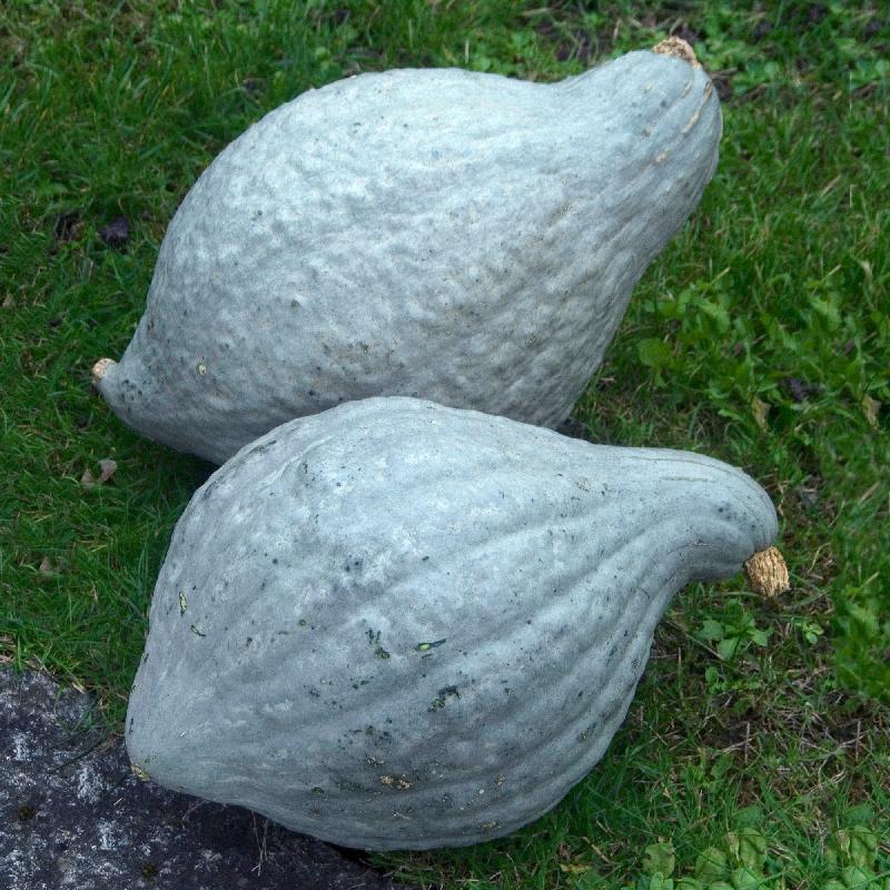 Blue Hubbard Squash