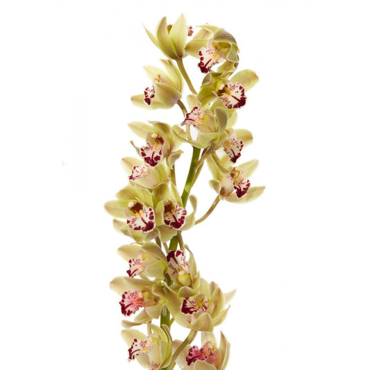 Cymbidium mini Orchid