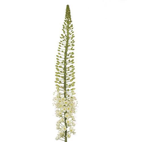 Eremurus