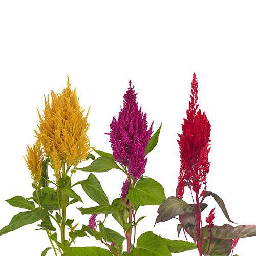 Celosia