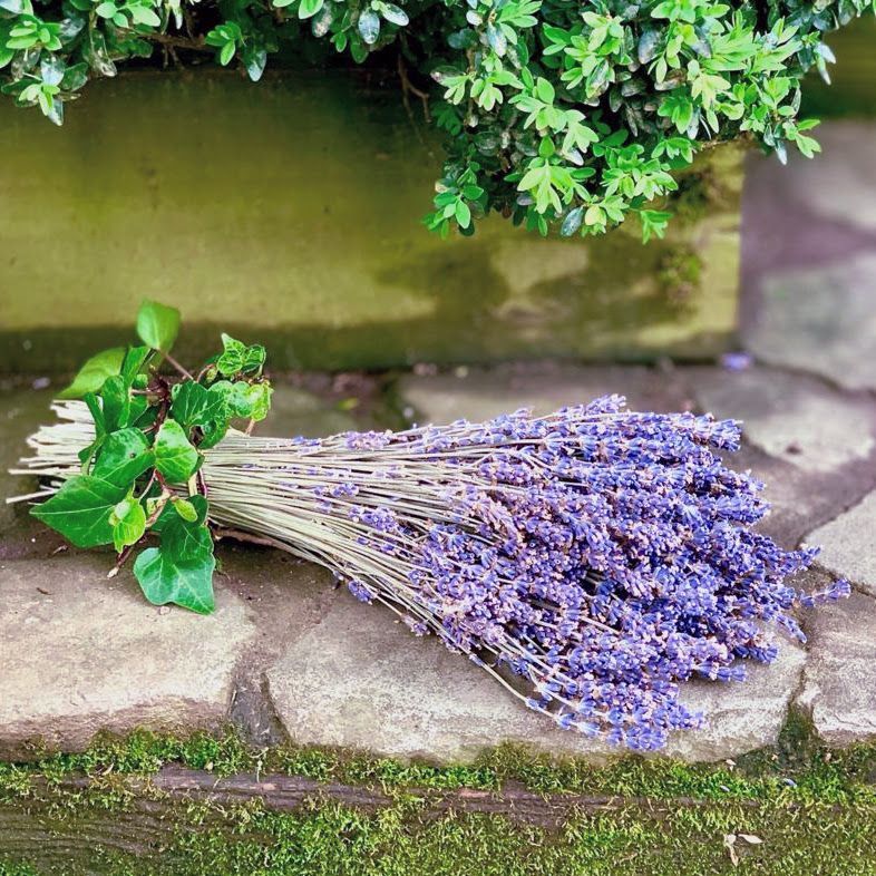 Preserved Lavender Bunch