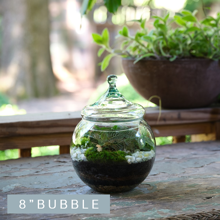 Bubble Tropical Terrarium