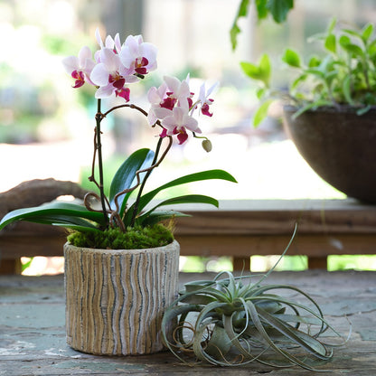 Small Premium Orchids